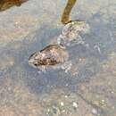 Image of Damaraland Pygmy Toad