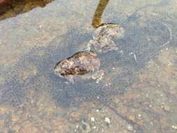 Image of Damaraland Pygmy Toad