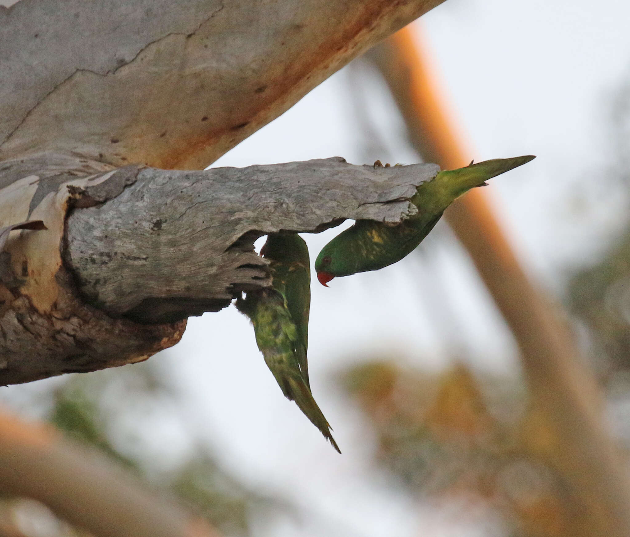 صورة Trichoglossus chlorolepidotus (Kuhl 1820)