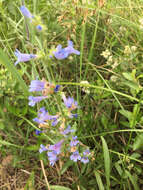 Image of Front Range beardtongue