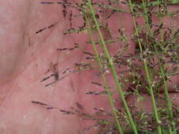 Image of whorlgrass