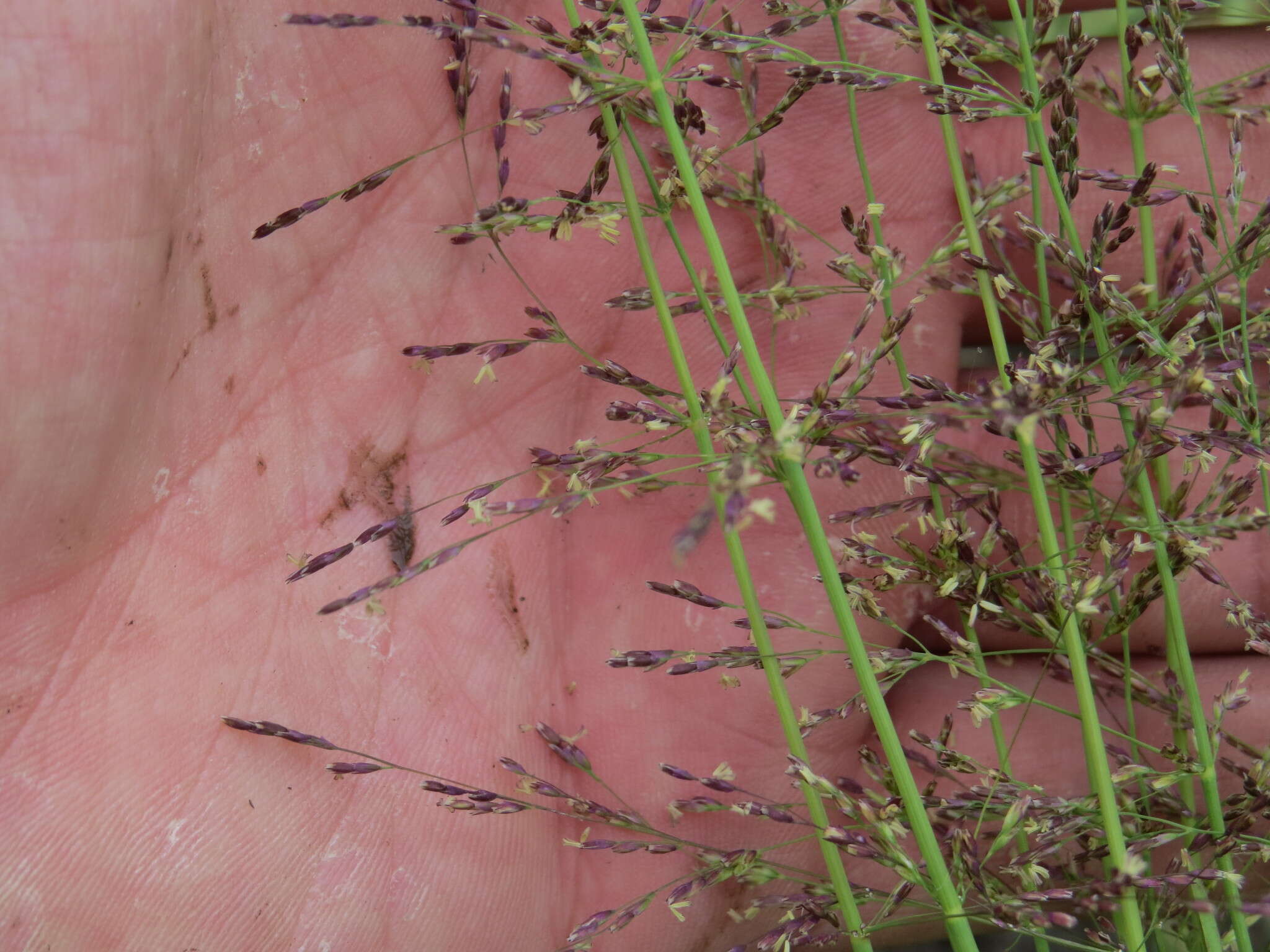 Image of whorlgrass