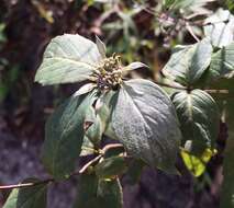 Image of Florida Mountain-Mint