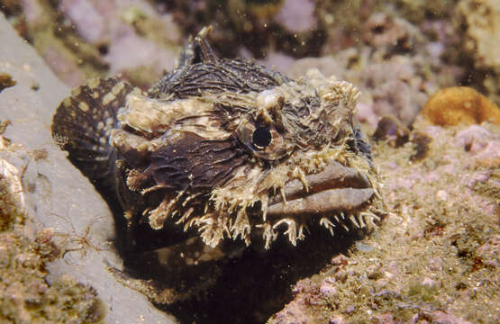 Image of Blotchtail toadfish