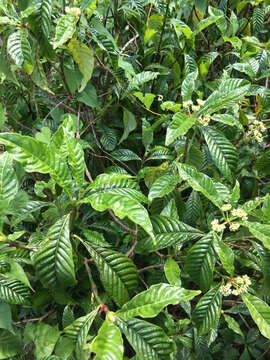 Imagem de Psychotria nervosa Sw.