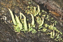 Plancia ëd Cladonia rigida (Hook. fil. & Taylor) Hampe