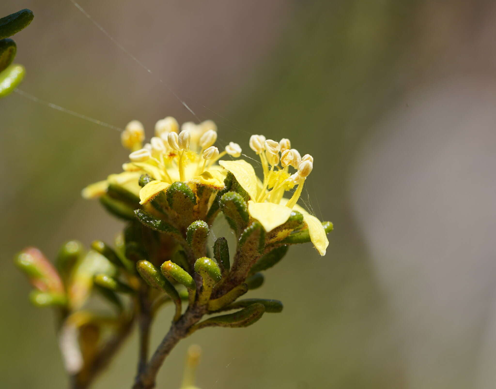 Image of Asterolasia trymalioides F. Müll.