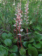 Plancia ëd Pyrola rotundifolia L.