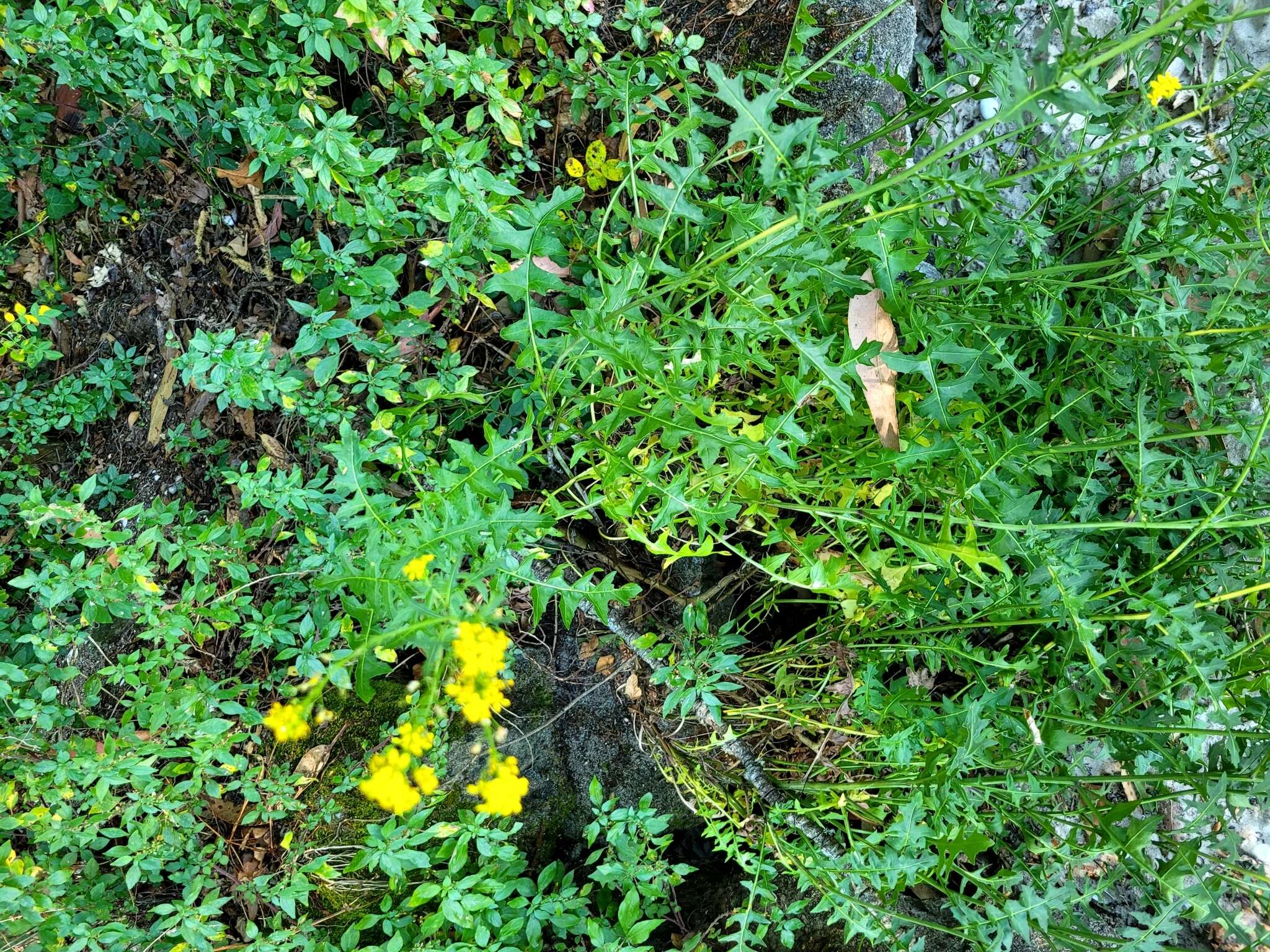 Слика од Sisymbrium austriacum Jacq.