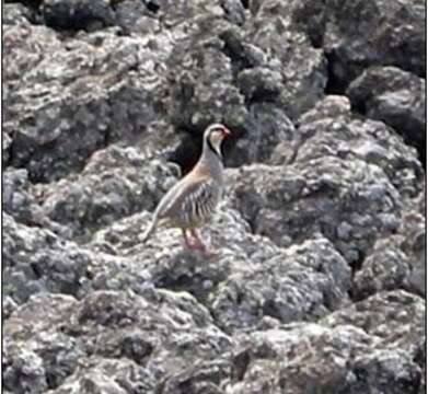 Image of Rock Partridge (Sicilian)