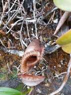 Слика од Nepenthes villosa Hook. fil.