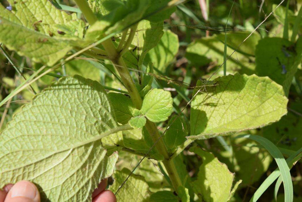 <i>Coleus hadiensis</i>的圖片