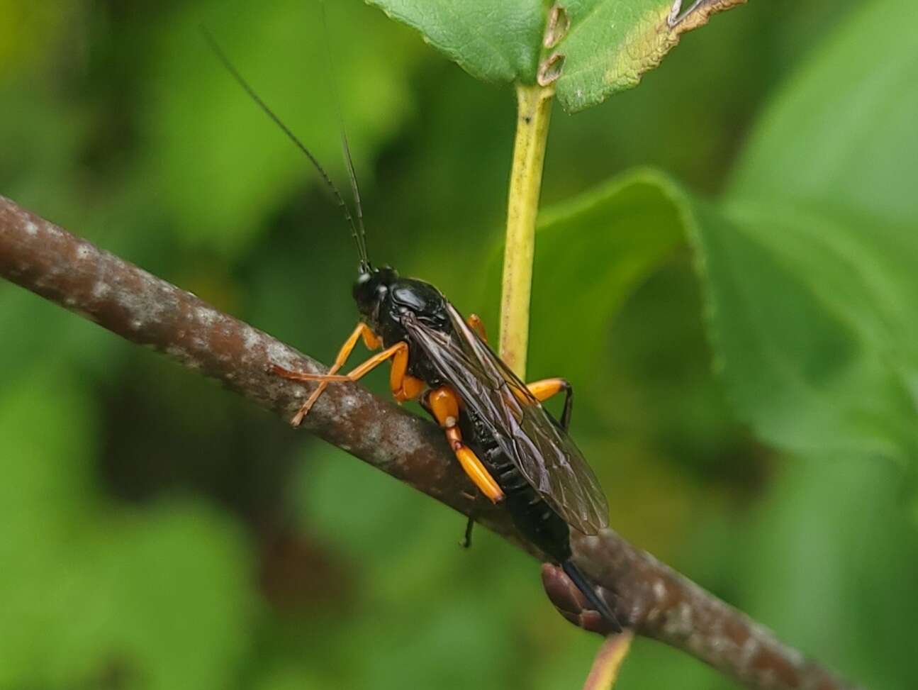 Image of Pimpla pedalis Cresson 1865