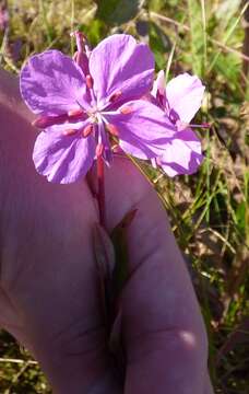 Image of dwarf fireweed