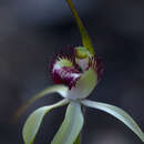 Image of Caladenia coactescens Hopper & A. P. Br.