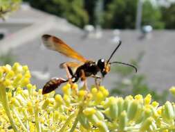 صورة Isodontia elegans (F. Smith 1856)