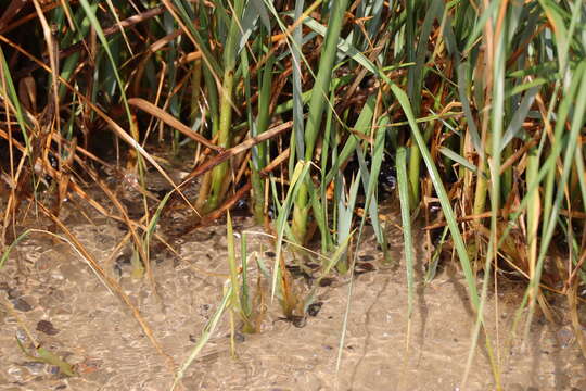 Image of Dense-Flower Cord Grass