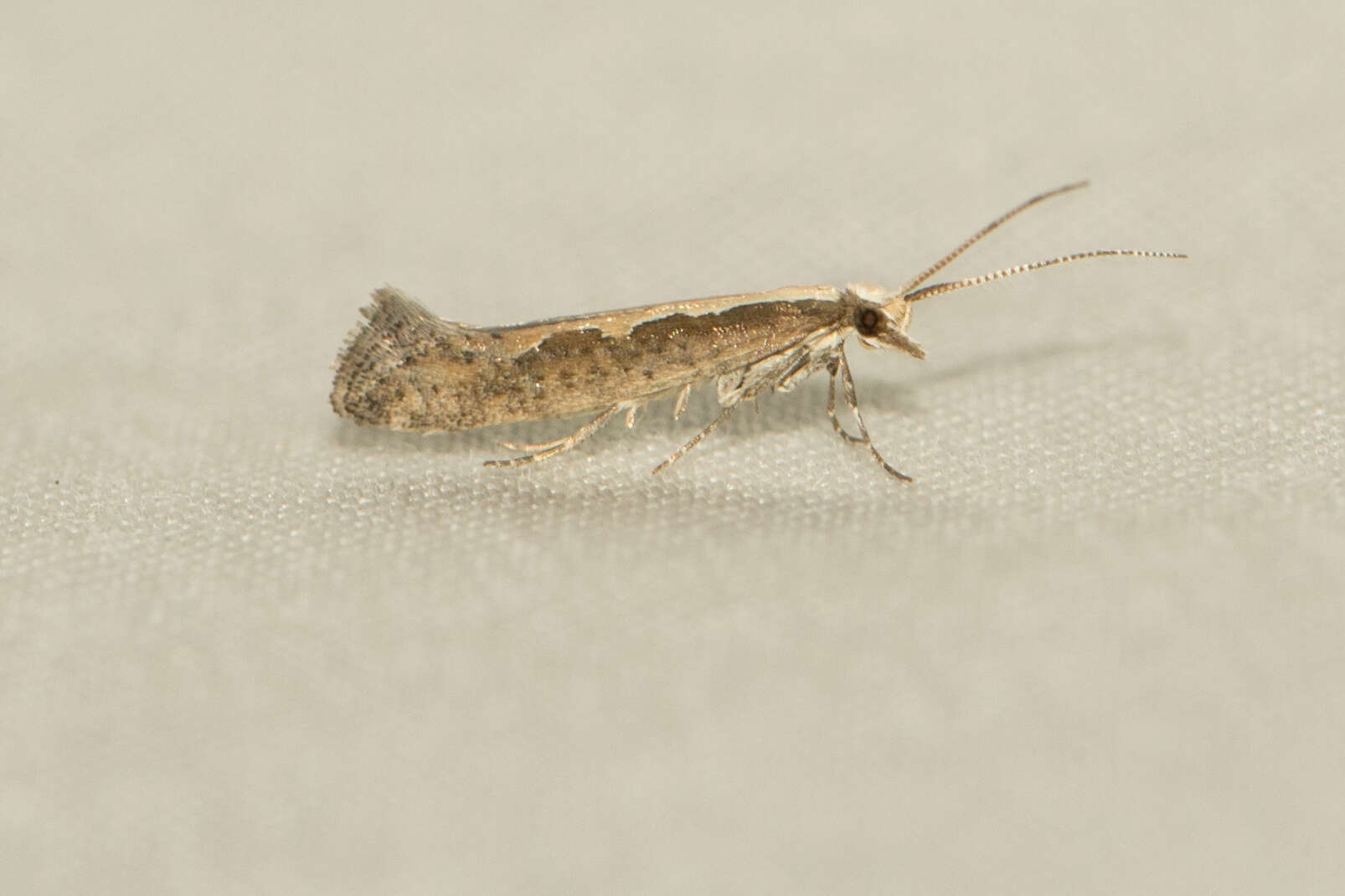 صورة Plutella xylostella Linnaeus 1767