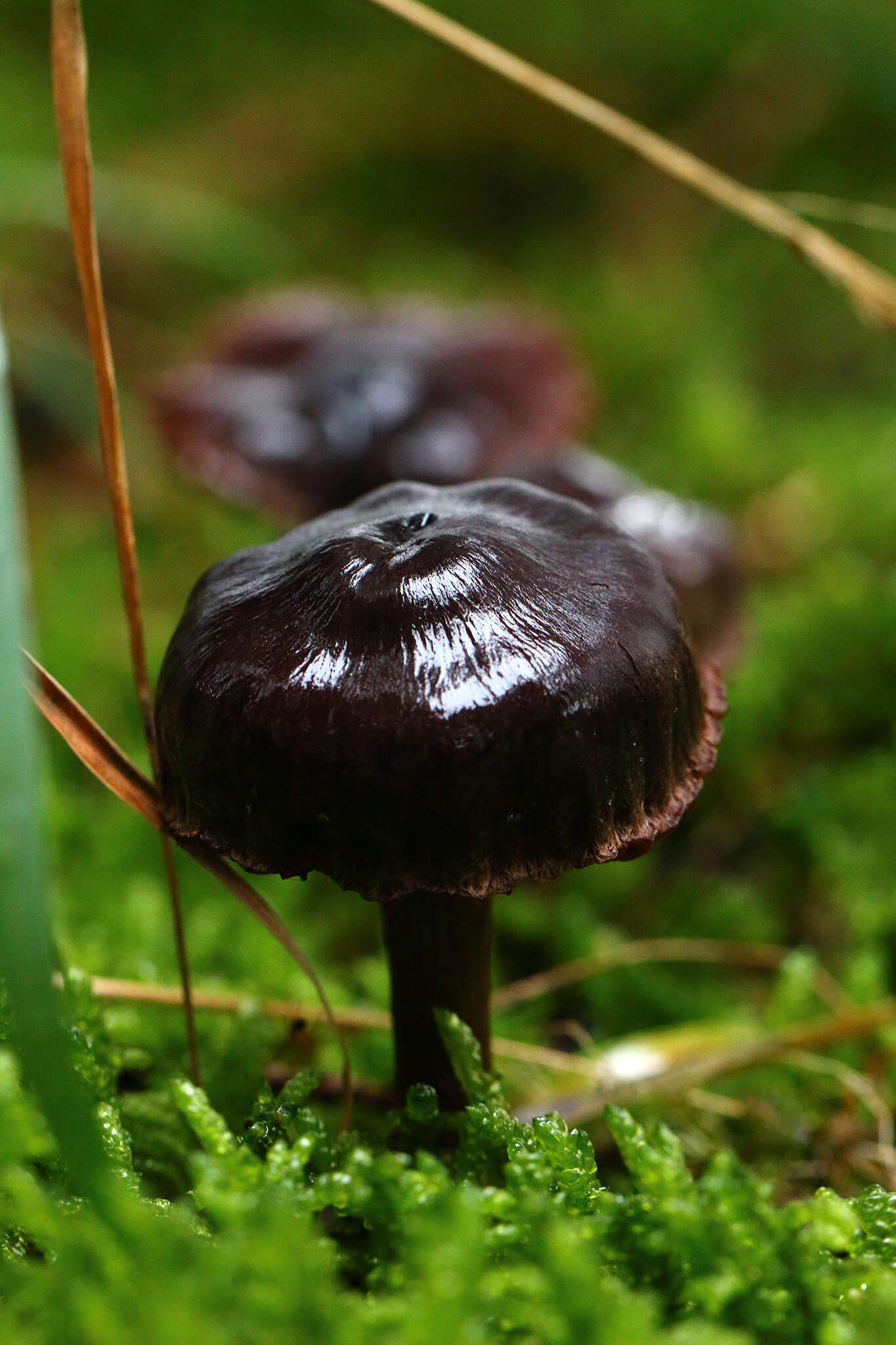 Слика од Cortinarius anthracinus (Fr.) Sacc. 1887