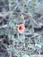 Image of Sphaeralcea crispa Hook. ex E. G. Baker