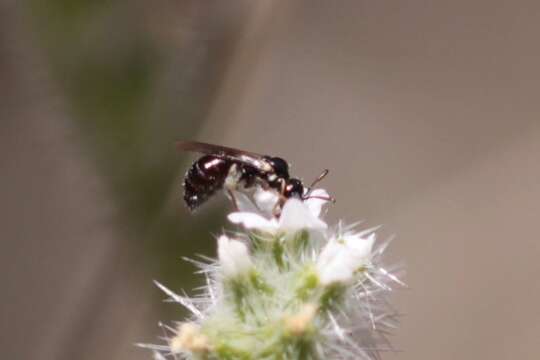 Sivun Ceratina arizonensis Cockerell 1898 kuva