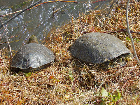 Image of Caspian turtle