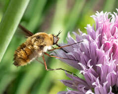 Image of Bombylius mexicanus Wiedemann 1821