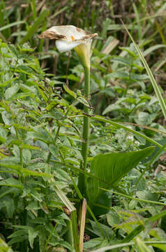 Image of calla lily