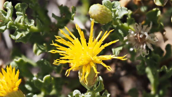 Image of cliff goldenbush