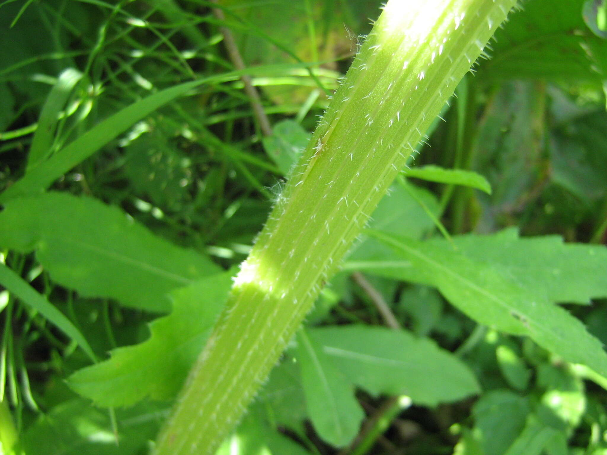 Слика од Heracleum sphondylium subsp. sibiricum (L.) Simonk.