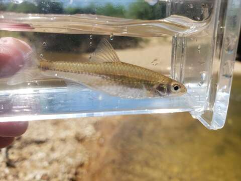 Image of Sand Shiner