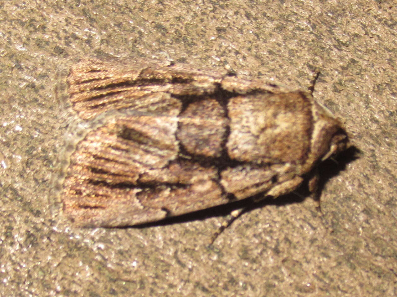 Image of <i>Sympistis infixa</i>