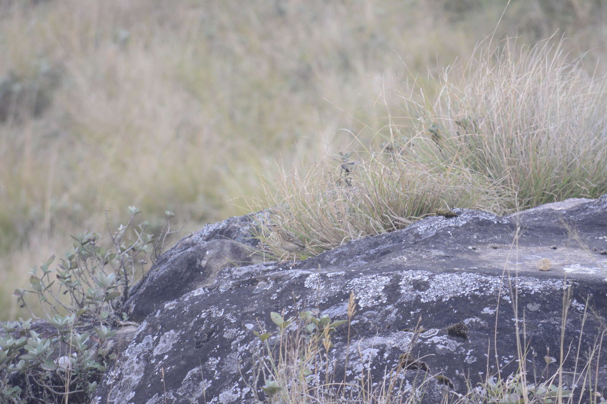 Image of Nilgiri Pipit