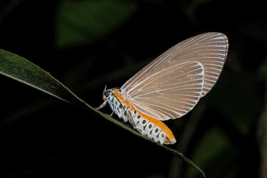 Image of Euplocia Hübner 1819