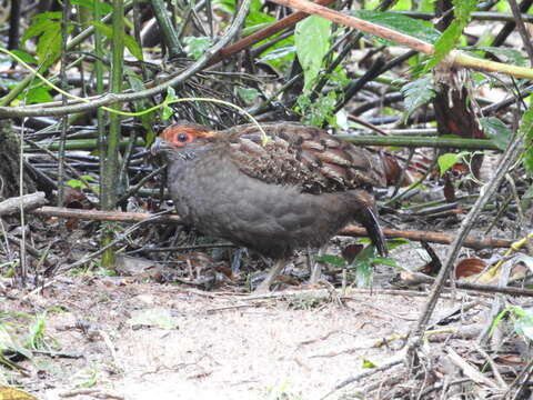 Image of Spot-winged Wood Quail