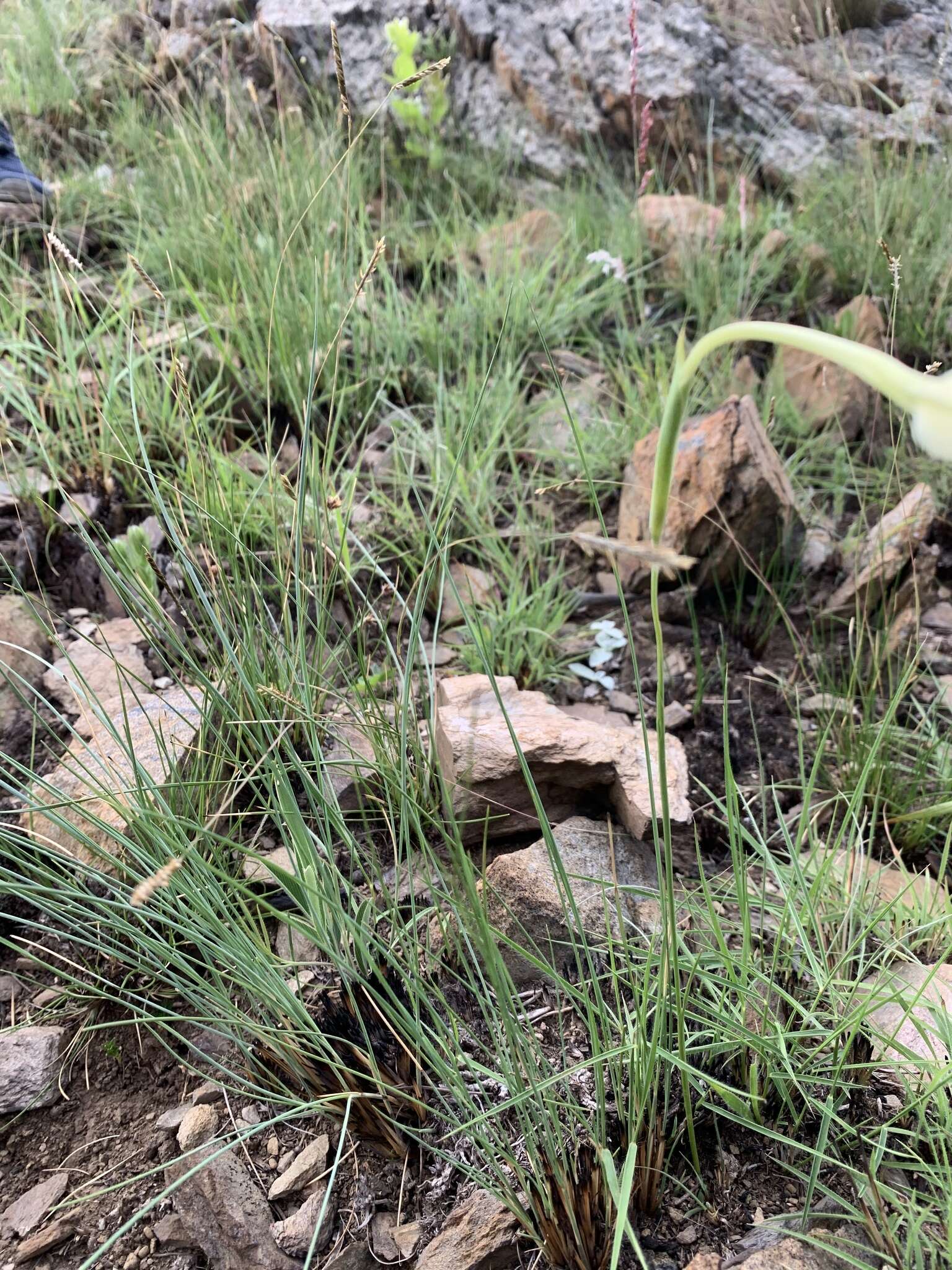 Image of Gladiolus longicollis Baker