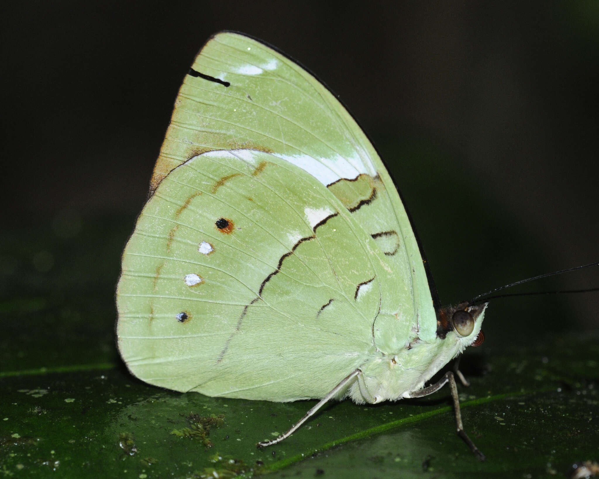 Image of Nessaea aglaura Doubleday (1848)