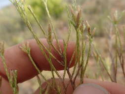 Image de Elytropappus adpressus Harv.