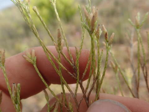 Image of Elytropappus adpressus Harv.