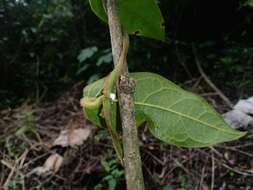 Sivun Matelea lanceolata (Decne.) R. E. Woodson kuva