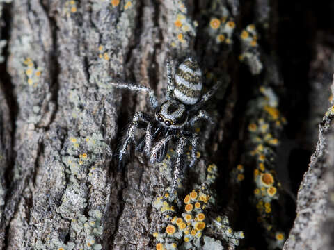 Image of Salticus tricinctus (C. L. Koch 1846)