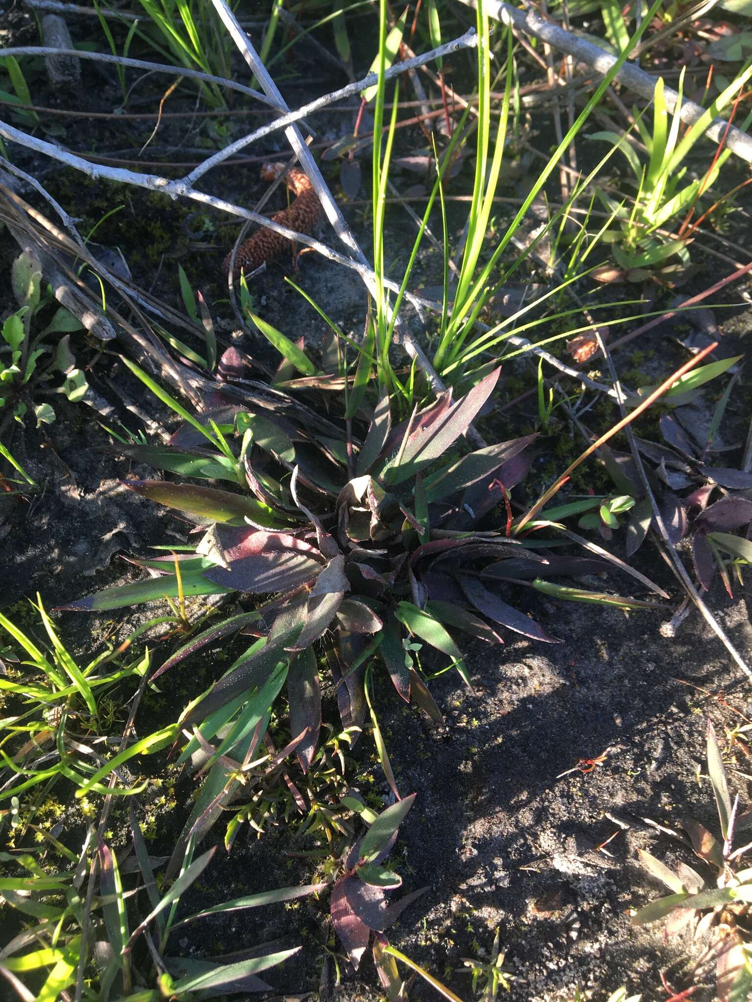 Image of Erect-Leaf Rosette Grass