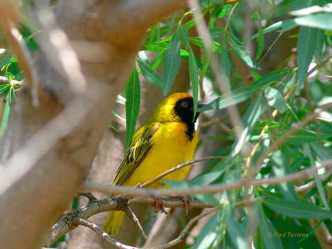 Image of African Masked Weaver