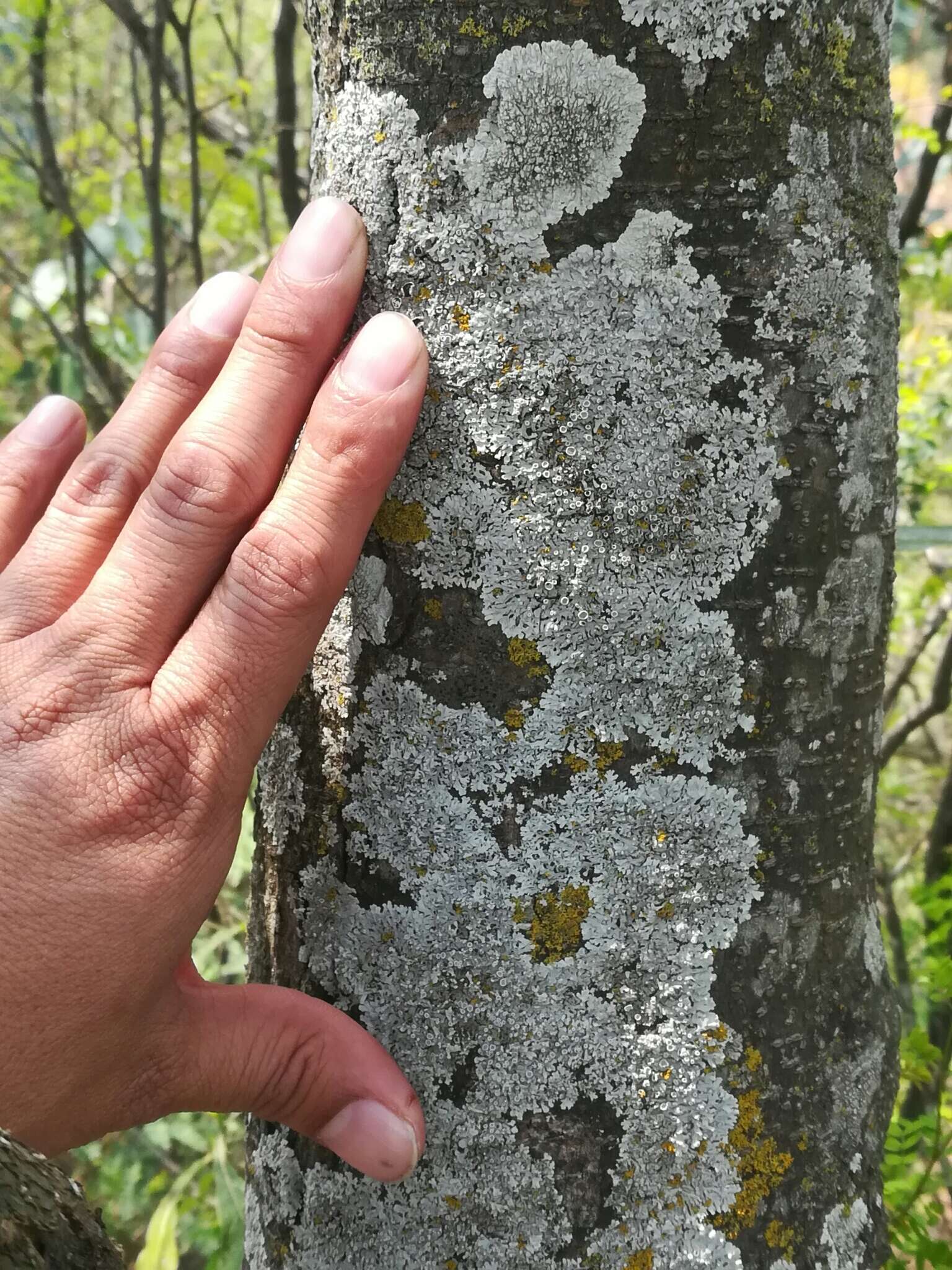 Image of rosette lichen