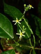 Image of Matelea graciliflora Krings & Morillo