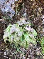 Image of Erythronium shastense D. A. York, J. K. Nelson & D. W. Taylor