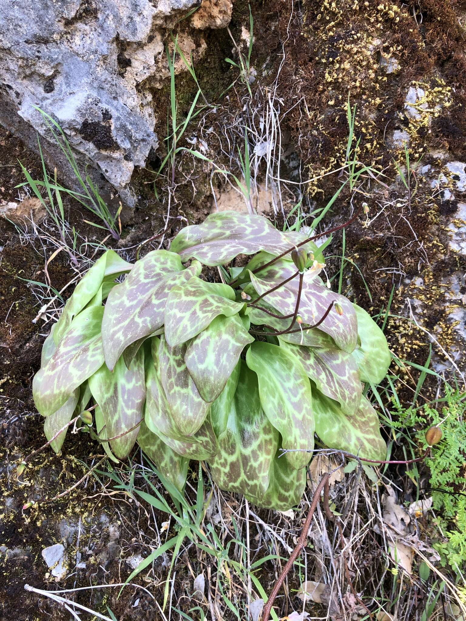 Image of Erythronium shastense D. A. York, J. K. Nelson & D. W. Taylor