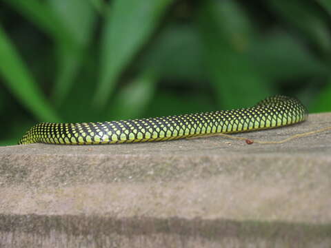 Image of Garden Flying Snake