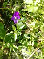 Image of Viola disjuncta W. Becker