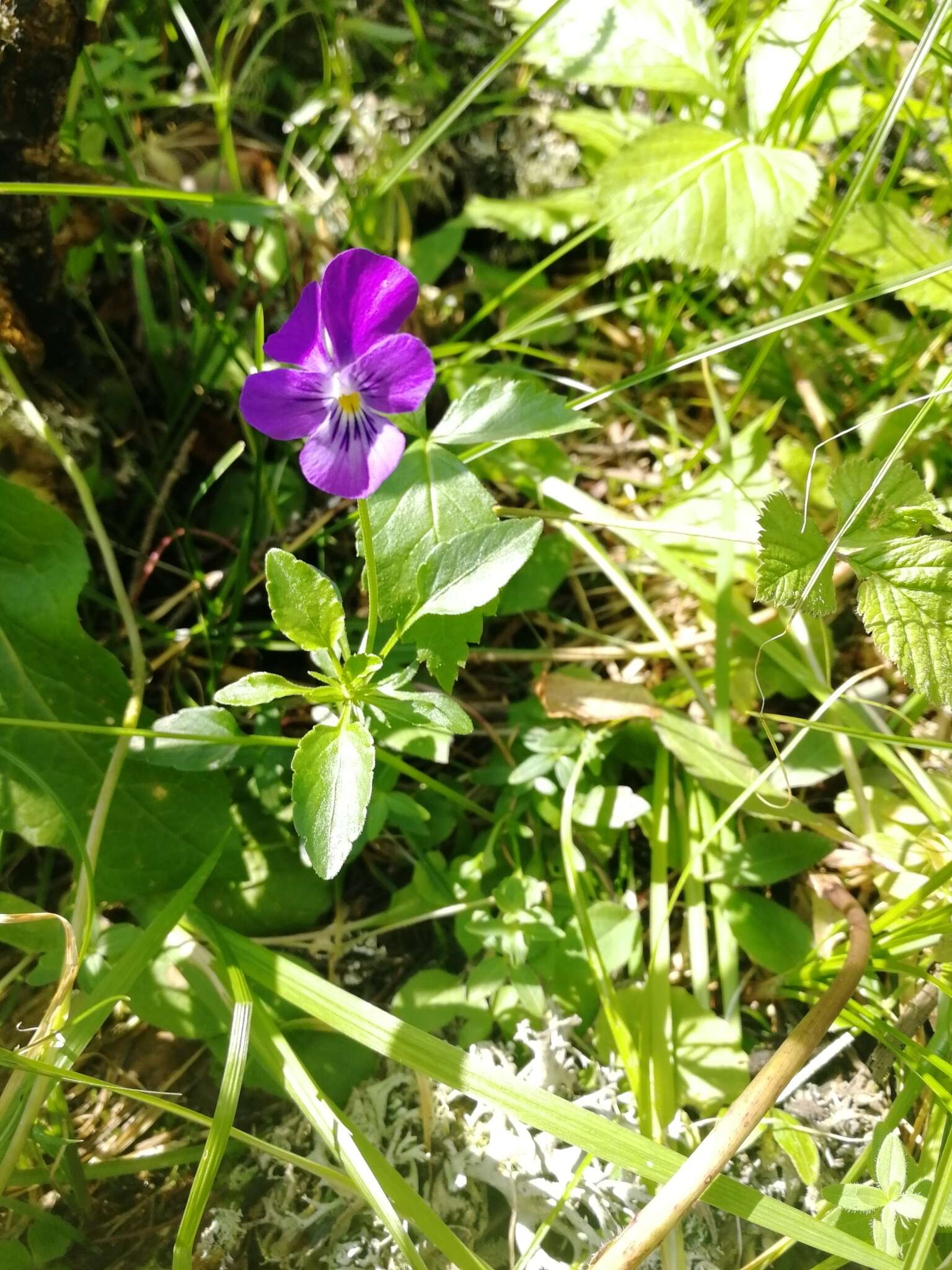 Image of Viola disjuncta W. Becker